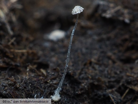 Coprinopsis cerkezii