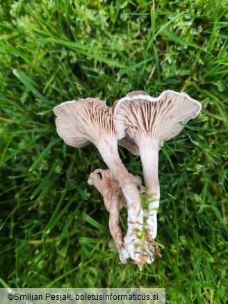 Clitocybe rivulosa
