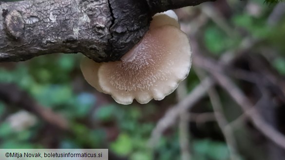 Lentinellus ursinus