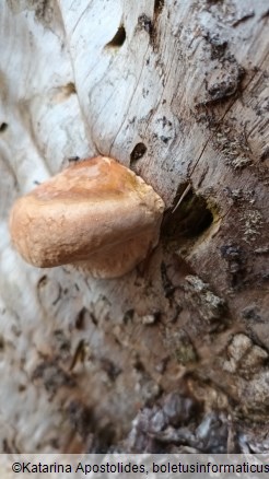 Fomitopsis pinicola