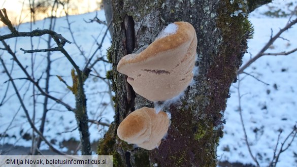 Phellinus pomaceus