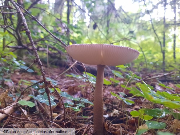 Amanita battarrae