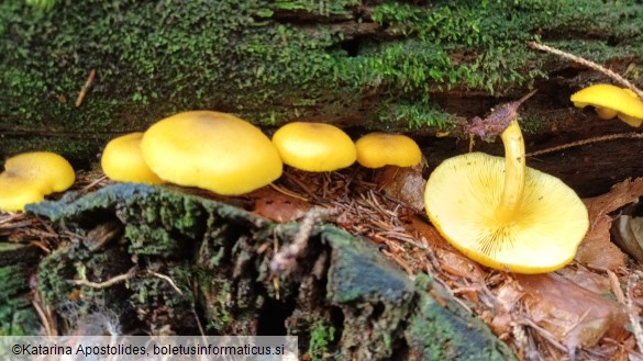 Tricholomopsis decora