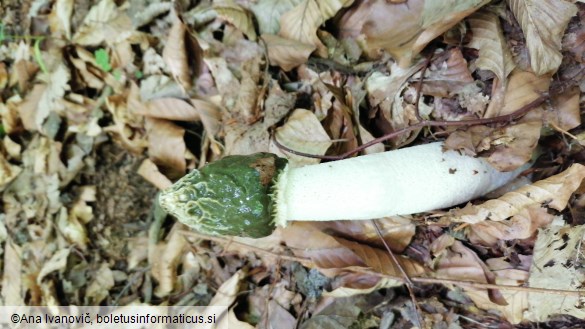 Phallus impudicus