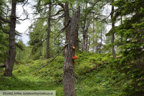 Laetiporus montanus