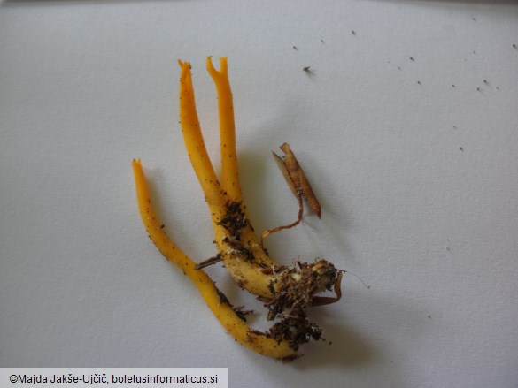 Calocera viscosa