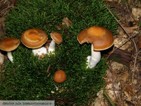 Cortinarius triformis