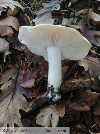 Tricholoma columbetta