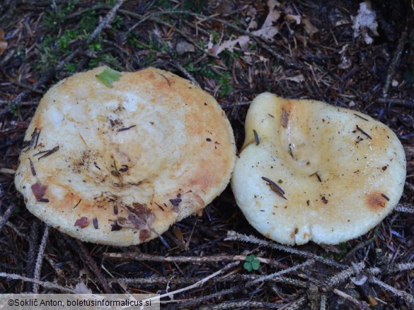 Lactarius intermedius