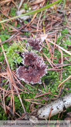 Thelephora terrestris