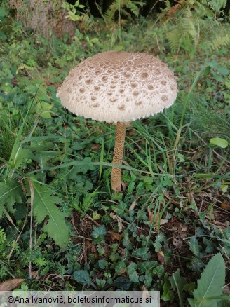 Macrolepiota procera