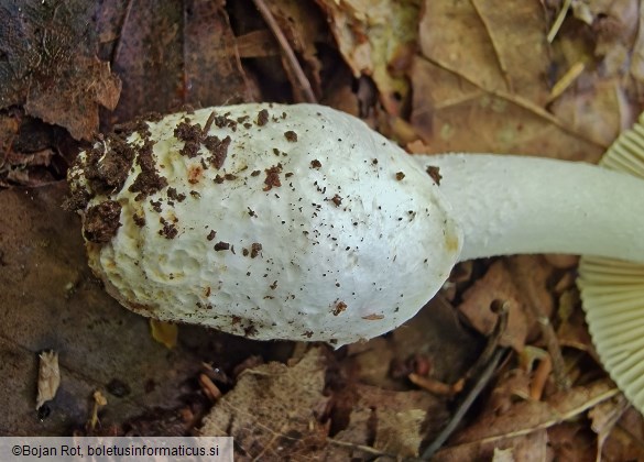 Amanita huijsmanii