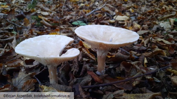 Clitocybe geotropa