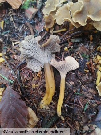 Cantharellus tubaeformis