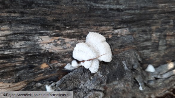 Schizophyllum commune