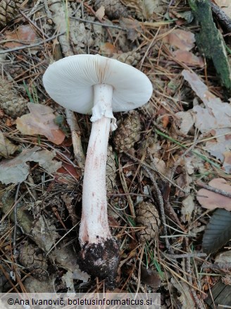 Amanita rubescens