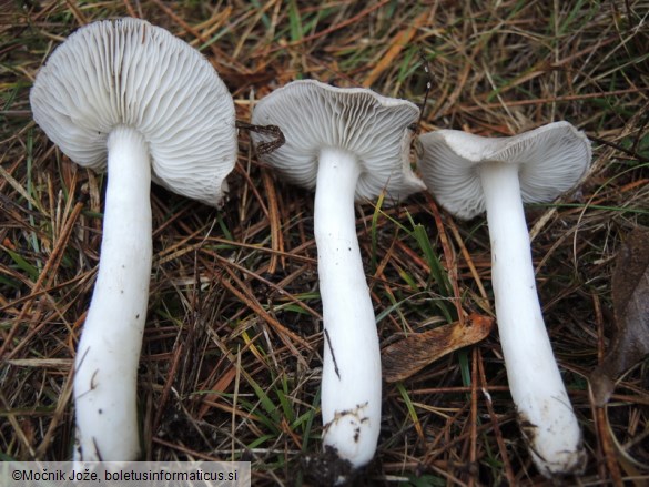 Tricholoma myomyces