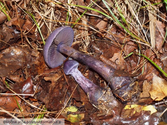 Cortinarius violaceus