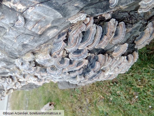 Trametes versicolor