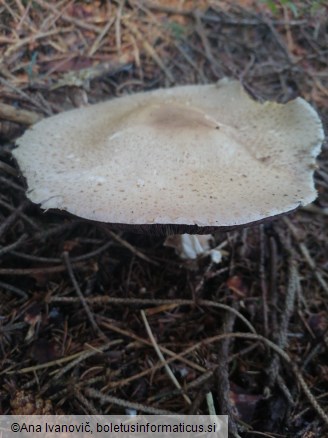 Agaricus augustus