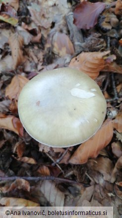 Amanita phalloides