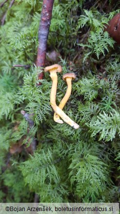 Cantharellus tubaeformis