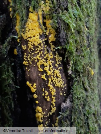 Bisporella citrina