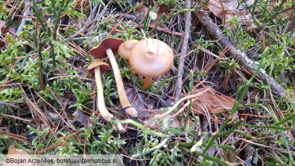 Cortinarius semisanguineus