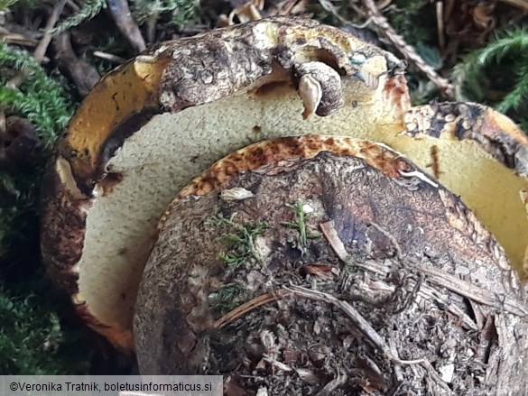 Boletus luridiformis var. junquilleus