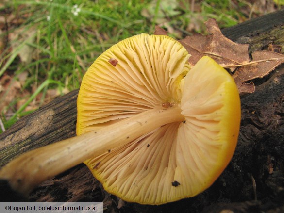 Pluteus leoninus