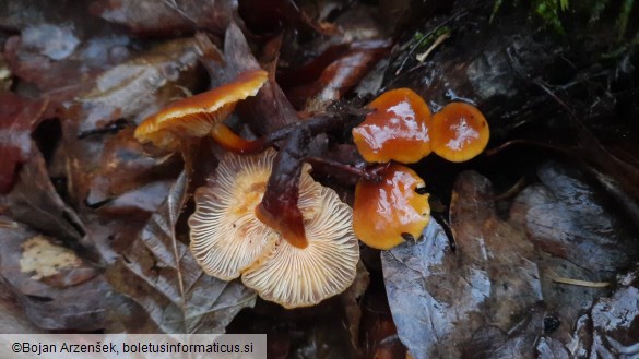 Flammulina velutipes