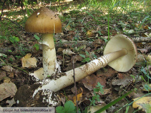 Amanita subalpina