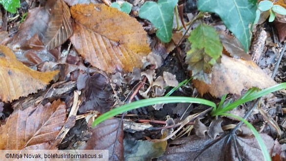 Craterellus undulatus