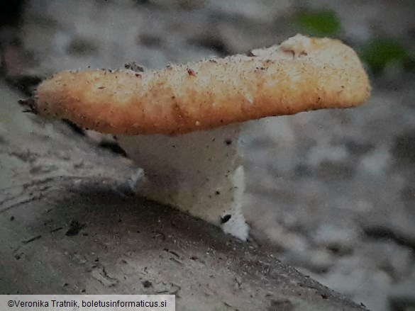 Polyporus tuberaster