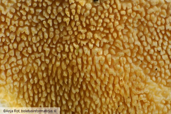 Steccherinum bourdotii