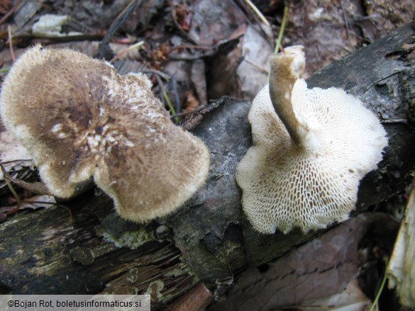 Polyporus arcularius