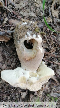 Boletus reticulatus