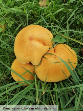 Phaeolepiota aurea