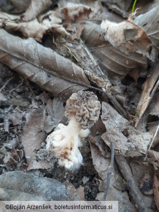Morchella vulgaris