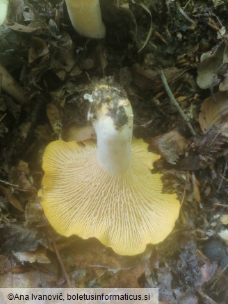 Cantharellus cibarius