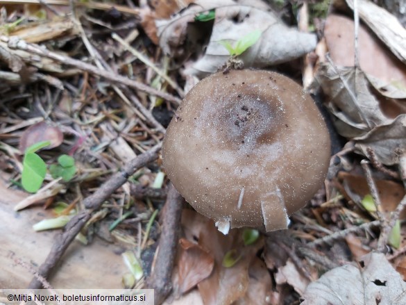 Pluteus cervinus