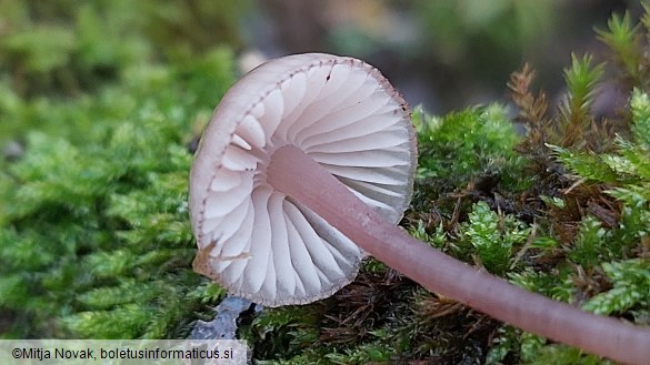 Mycena purpureofusca