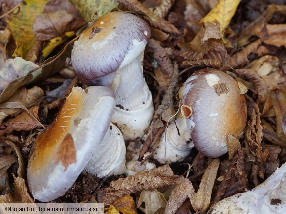 Cortinarius praestans