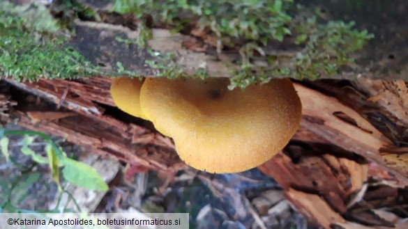 Tricholomopsis decora