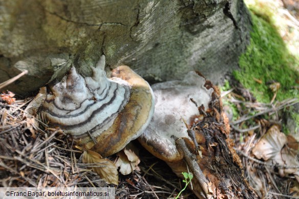 Fomes fomentarius