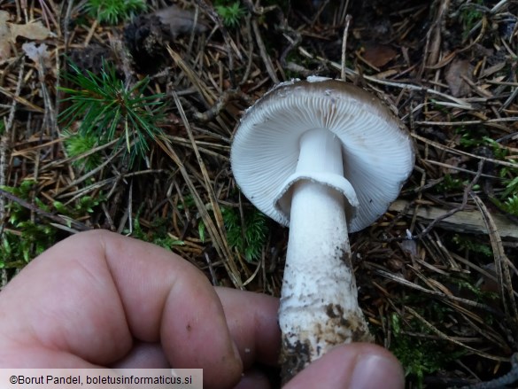 Amanita excelsa