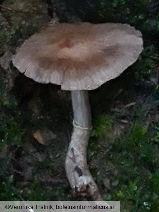 Cortinarius flexipes