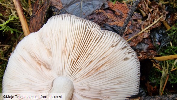 Pluteus atricapillus