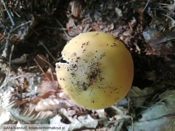 Amanita gemmata