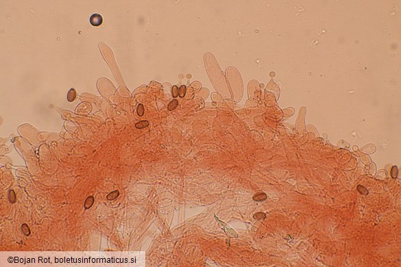 Conocybe aurea